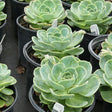 Echeveria Elegans