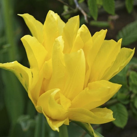 Yellow Spider Tulip