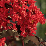 Black Diamond&reg; Best Red&trade; Crape Myrtle Shrub