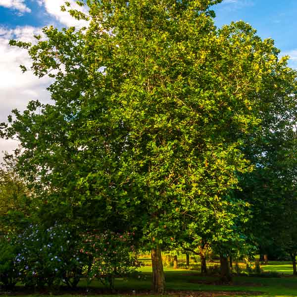 Columbia Sycamore