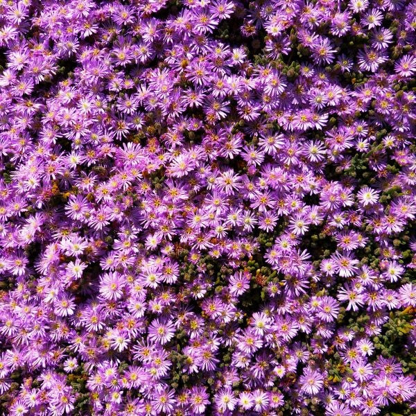 Table Mountain Ice Plant