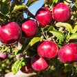 Teeple Red Royal&trade; Empire Apple Tree