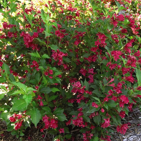 Red Prince Weigela Shrub