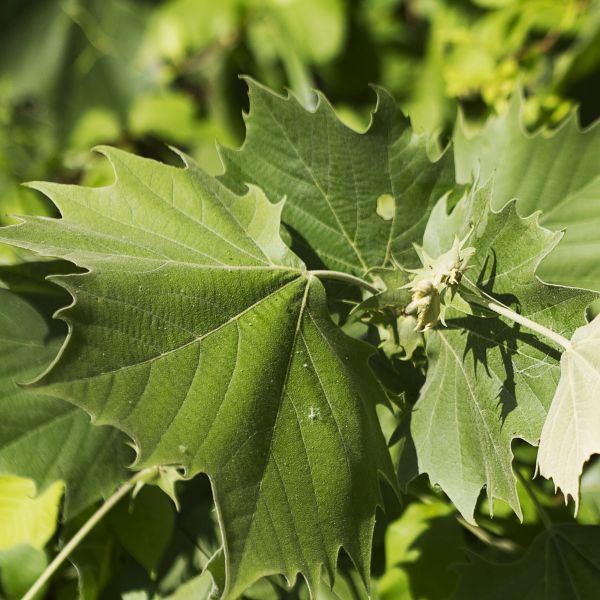 American Sycamore