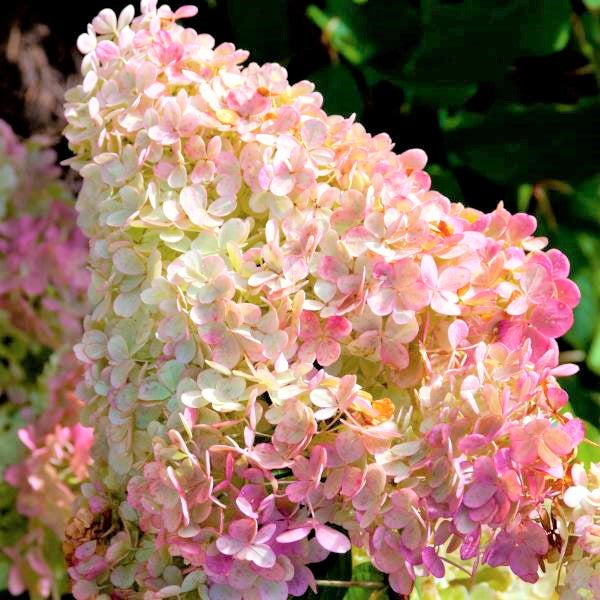 First Editions&reg; Vanilla Strawberry&trade; Hydrangea Tree Form