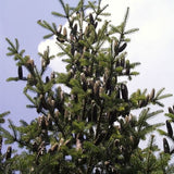 Balsam Fir