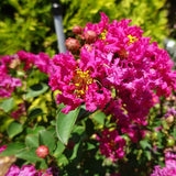 GreatMyrtle&trade; Red Velvet Crape Myrtle Shrub