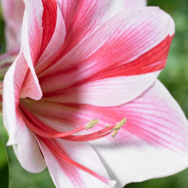 Gervase Amaryllis