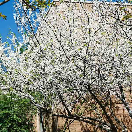 Eastern White Redbud