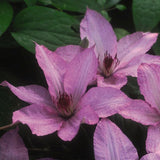 Clematis Hagley Hybrid