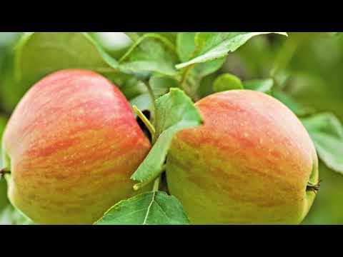 Honeycrisp Apple Tree