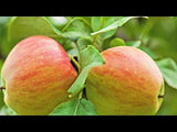 Honeycrisp Apple Tree