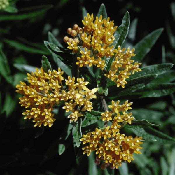 Hello Yellow Butterfly Weed