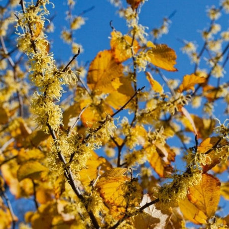 Audubon&reg; Native Common Witchhazel