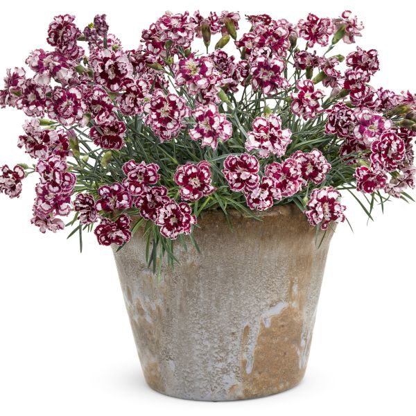 Dianthus Coconut Punch