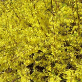 New Hampshire Gold Forsythia