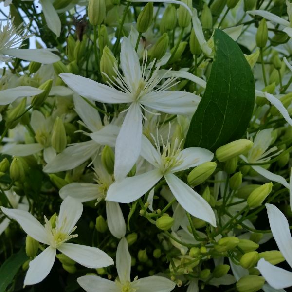 Sweet Autumn Clematis