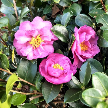 Stephanie Golden Camellia