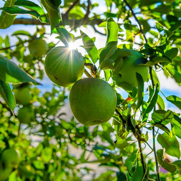 Granny Smith Apple Tree | Buy at NatureHills.com #5 Container