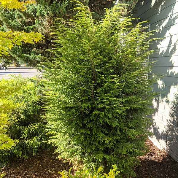 Alpha Upright Canadian Hemlock