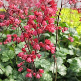 Paris Coral Bells