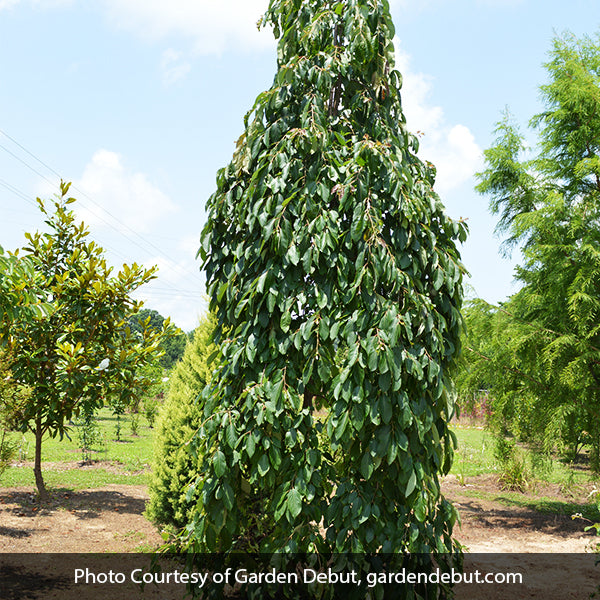 Magic Fountain&trade; Weeping Persimmon Tree