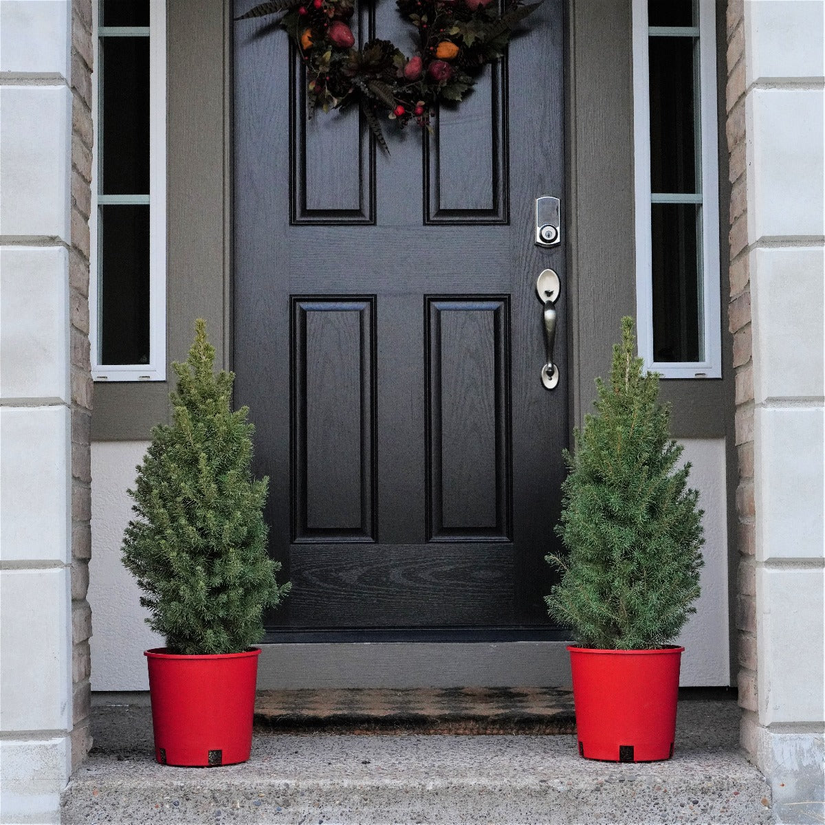 Dwarf Alberta Spruce - Holiday Tree