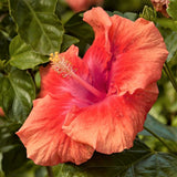 Hollywood&trade; Hibiscus First To Flirt&trade;