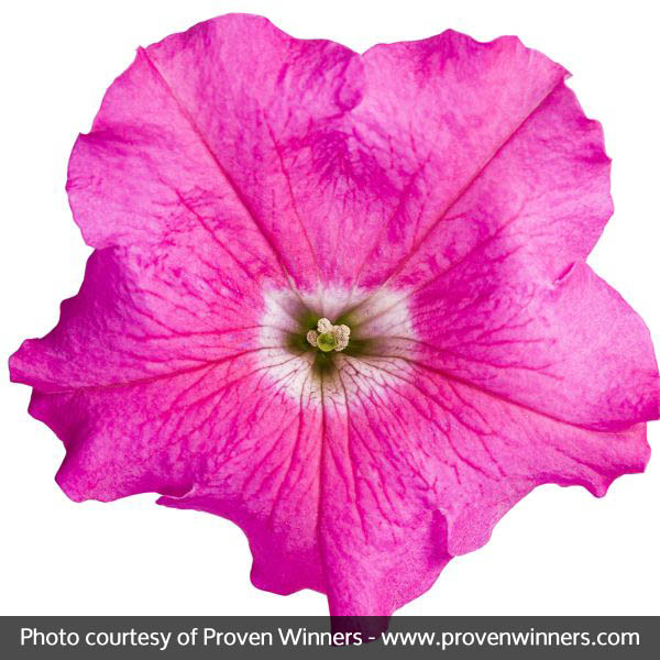 Supertunia&reg; Giant Pink Petunia