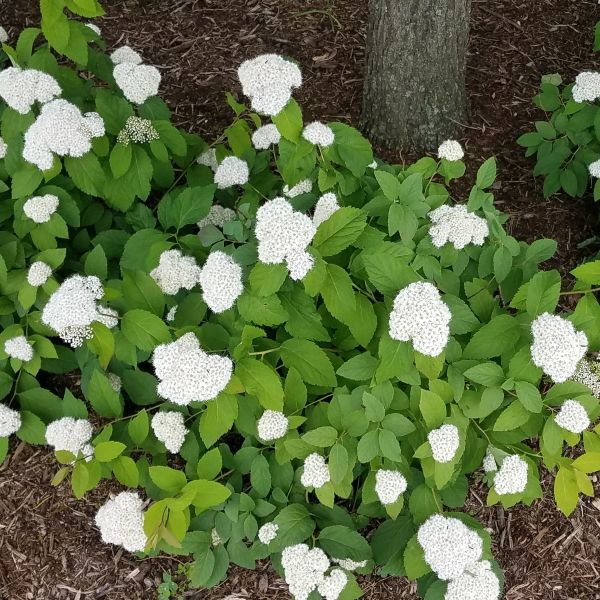 Fritsch Spirea