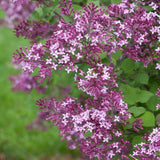 Bloomerang&reg; Dark Purple Lilac Tree Form