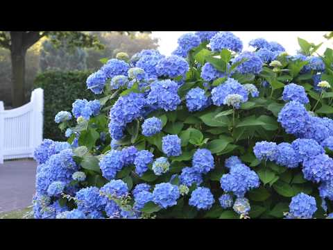 TWO- #1 Gallon Potted Nantucket Blue(TM) outlets Hydrangea (Hydrangea macrophylla 'Grenan') plant shrub