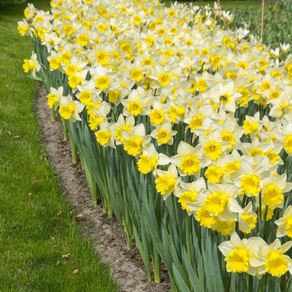 Cornish King Daffodil