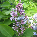 President Grevy Lilac