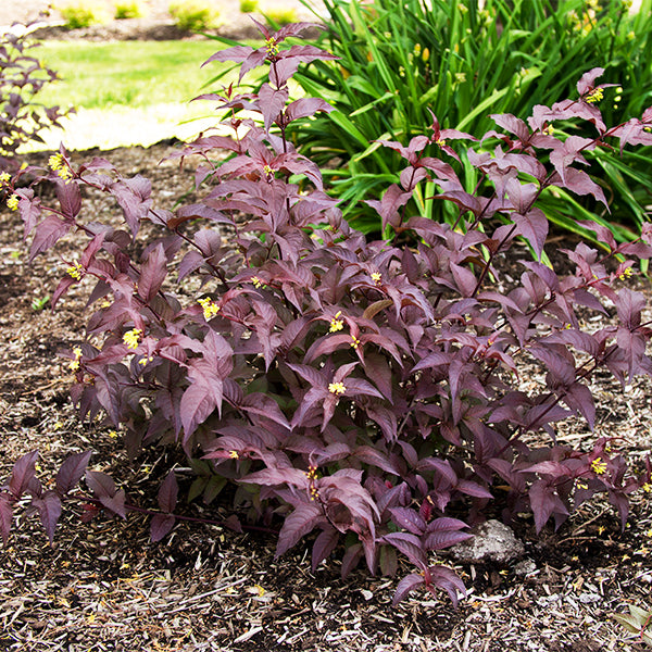 Firefly&trade; Nightglow&trade; Bush Honeysuckle