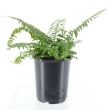 Western Sword Fern