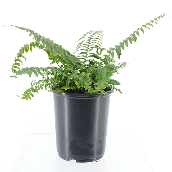Western Sword Fern