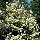 Chinese Snowball Viburnum