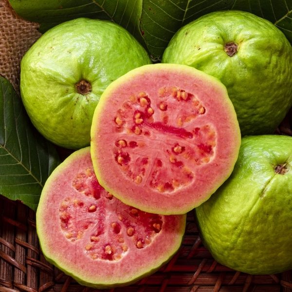 Ruby Supreme Guava Tree