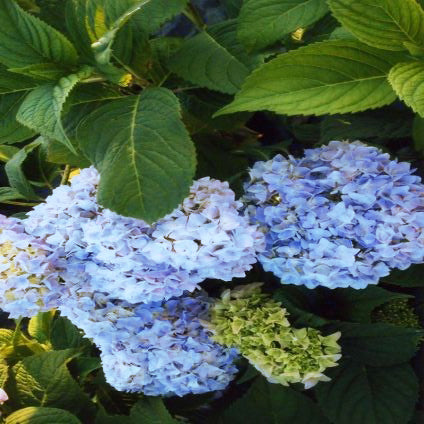 Nikko Blue Bigleaf Hydrangea