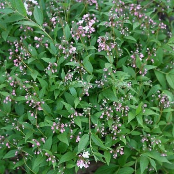 Yuki Cherry Blossom&reg; Deutzia