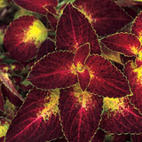 Coleus Dipt in Wine