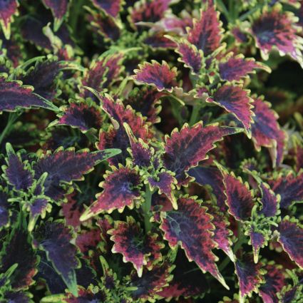 Coleus Sky Fire