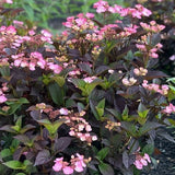 Pink Dynamo&trade; Mountain Hydrangea