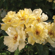 Lemon Drift&reg; Rose