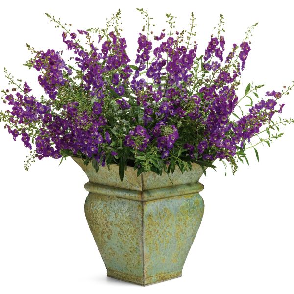 Angelface&reg; Blue Angelonia