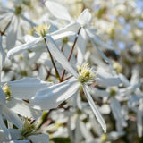 Terniflora Clematis