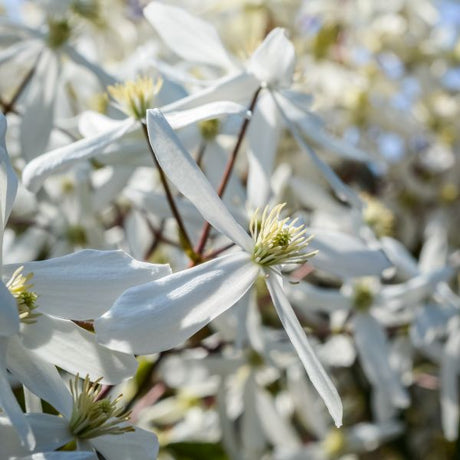 Terniflora Clematis