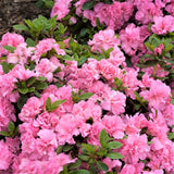 Bloom-A-Thon&reg; Pink Double Reblooming Azalea