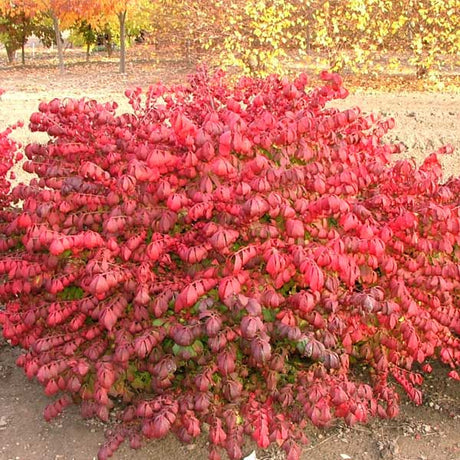 Pipsqueak&reg; Burning Bush